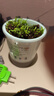 德沃多肥料薰衣草學(xué)生DIY兒童趣味種植盆栽套裝植物種子觀(guān)察幼兒園迷你盆栽 曬單實(shí)拍圖