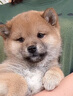 純種日本柴犬寵物狗狗幼犬真狗活體活物 曬單實拍圖
