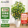 愛(ài)優(yōu)尚桂花樹(shù)苗四季桂盆栽可食用開(kāi)花香室內外陽(yáng)臺客廳菱源頭直發(fā) 曬單實(shí)拍圖