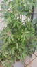 意軒八方來(lái)財(cái)鴨腳木招財(cái)樹(shù)鵝掌柴室內(nèi)綠植凈化空氣吸甲醛花卉綠植好養(yǎng) 帶老樁高40-50cm 不含盆 曬單實(shí)拍圖
