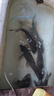 TABTAB漂桶浮漂桶加厚漂筒加長(cháng)魚(yú)漂收納透明可調漂大號魚(yú)具用品大全 加厚款漂筒【直徑5.0cm長(cháng)70cm】 曬單實(shí)拍圖