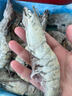 京鮮港 黑虎蝦大蝦凈重3斤 24-30只/盒 生鮮特大號(hào)源頭直發(fā) 曬單實(shí)拍圖