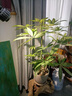 澤農(nóng)ZenoLUX 植物補(bǔ)光燈 四合一全光譜 PAR30 多肉蝴蝶蘭龜背竹等 變焦PAR30/4000K/30W/15°~60° 曬單實(shí)拍圖