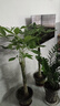 臨雅發(fā)財樹綠植物客廳盆栽大棵室內(nèi)擺大型步步高招財樹辦公室喬遷開業(yè) 獨桿發(fā)財樹1.3-1.4米+福字款 曬單實拍圖