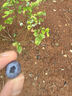 壽禾 藍莓果樹(shù)苗特大果藍莓苗帶土水果樹(shù)苗 甜蜜蜜藍莓樹(shù)苗（6年苗）1棵 曬單實(shí)拍圖