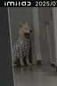 智宙狗狗衣服夏天金毛大型犬戶外夏季防曬衣薩摩耶防掉毛薄款防蟲(chóng)背心 白色小熊背心 彈力大 5XL(胸圍88CM 約75斤內(nèi)寵物） 曬單實(shí)拍圖