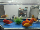 財神鸚鵡魚(yú)血紅鸚鵡魚(yú)源頭漁場(chǎng)自產(chǎn)自銷(xiāo)寵物魚(yú)鸚鵡魚(yú)發(fā)財鸚鵡魚(yú)寵 13-15cm紅鸚鵡+8-10cm2黃 曬單實(shí)拍圖