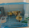 威畢雞籠鴨籠鴿子籠折疊飼養(yǎng)箱育雛家用養(yǎng)殖小雞籠加密鵪鶉籠小黃鴨籠 小號腳墊清潔套餐 曬單實拍圖