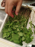 妙普樂荊芥菜新鮮 河南大葉荊芥葉菜調(diào)味涼拌菜莖芥 鮮嫩現(xiàn)挖現(xiàn)發(fā)帶根 現(xiàn)摘帶根荊芥 【4斤】 曬單實(shí)拍圖