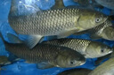 觀(guān)賞魚(yú)水霉凈魚(yú)缸專(zhuān)用白點(diǎn)凈錦鯉水霉藥白毛鸚鵡魚(yú)藥金魚(yú)殺菌消炎 【高濃度水霉凈】一瓶 曬單實(shí)拍圖