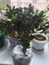 種花迷比利時花盆栽四季開花杜鵑花盆景花卉杜鵑花苗室內(nèi)客廳陽臺綠色植 巴黎粉 三年苗(帶花苞) 曬單實拍圖