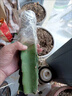 燕窩火龍果樹苗帶果新品種麒麟果苗黃皮白肉火龍果嫁接苗當(dāng)年結(jié)果 燕窩火龍果 20-30厘米 曬單實拍圖