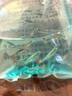 闊庭（KUOTING）魚缸背濾款客廳2025新款過(guò)濾制氧一體機(jī)桌面家用生態(tài)造景魚缸黑色 曬單實(shí)拍圖