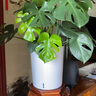 臨雅大型富貴竹水培植物客廳水養(yǎng)大號(hào)盆栽節(jié)節(jié)高粗桿室內(nèi)好養(yǎng)活綠植物 富貴竹1m【6支帶根】 曬單實(shí)拍圖