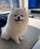 喵然心動(dòng) 博美犬幼犬寵物狗狗活體幼崽俊介茶杯犬活物小奶狗哈多利搏美 寵物級 【白博美】 曬單實(shí)拍圖