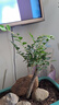 想開小葉紫檀盆景樹樁植物老樁盆栽客廳桌面室內(nèi)綠植好養(yǎng)樹苗四季常青 單桿小葉紫檀簡(jiǎn)裝（不含盆） 帶盆栽好 曬單實(shí)拍圖