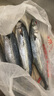 賣魚七郎 青島海捕大鲅魚整條凈重5斤（5-8條）馬鮫魚海鮮生鮮魚類 曬單實拍圖