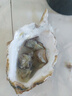 鮮京采 鮮活生蠔4XL 凈重5斤 10-13只 生鮮海鮮 源頭直發(fā) 曬單實拍圖