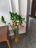 富貴竹水培植物盆栽綠植室內(nèi)花客廳水養(yǎng)轉(zhuǎn)運觀音竹一帆風順節(jié)節(jié)高 50cm轉(zhuǎn)運竹彎竹8棵+4燈籠+營養(yǎng)液 曬單實拍圖