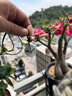 鳳禧珠寶翡翠平安扣吊墜男女士款高冰種A貨飄花玉佩項鏈生日七夕禮物 曬單實(shí)拍圖
