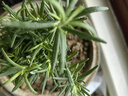 壽禾家庭花草盆栽香草植物迷迭香百里香甜羅勒九層塔陽(yáng)臺(tái)種植盆栽苗 迷迭香幼苗 5棵 曬單實(shí)拍圖
