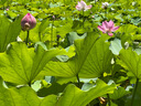 IGNB伽利略懸浮彩球溫度計(jì)創(chuàng)意家居裝飾擺件辦公室室內(nèi)學(xué)生生日禮物 4球款 伽利略溫度計(jì) 曬單實(shí)拍圖
