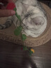 licheers番茄逗貓棒貓玩具貓咪自嗨解悶神器磨牙棒耐咬帶鈴鐺貓咪用品 曬單實(shí)拍圖