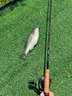 達(dá)億瓦（DAIWA）新款 STEEZ 史帝茲高碳輕量路亞竿 釣魚竿 釣竿 四弟子 1.93m 2節(jié)火閃SC S64L_2 SV ST 曬單實(shí)拍圖