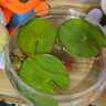 一葉蓮浮萍水培植物魚(yú)缸水草造景碗蓮睡蓮水養生凈化水質(zhì)四季開(kāi)花 迷你一葉蓮(帶花苞約5-8cm) 標準 曬單實(shí)拍圖