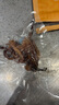 水一方 SEA FORTUNE現(xiàn)烤魷魚須原味魷魚頭大連特產(chǎn)海味零食小魷魚頭80g源頭直發(fā)包郵 曬單實(shí)拍圖