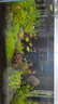 沃韋朗沃韋朗豐年蝦塊凍干紅蟲(chóng)干魚(yú)食金魚(yú)魚(yú)糧七彩神仙小型魚(yú)孔雀魚(yú)飼料 豐年蝦塊 500ml 買(mǎi)一送一 實(shí)發(fā)兩瓶 曬單實(shí)拍圖