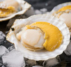 鯨口大開(kāi)【精選】新鮮青島大扇貝肉鮮活非即食超大夏夷貝帶黃無(wú)沙鮮活冷凍 新鮮現(xiàn)剝扇貝肉3斤(凈重) 曬單實(shí)拍圖