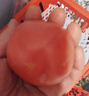 疆域采虹正宗普羅旺斯西紅柿現(xiàn)摘新鮮沙瓤水果生吃西紅柿沙漠特產(chǎn)自然熟 特選2斤嘗鮮實(shí)惠裝 凈重1.5斤+ 曬單實(shí)拍圖