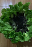 大菜鄉壽光速生意大利生菜苗秧結球大速生結球生菜種子耐抽苔帶土球陽(yáng)臺 意大利生菜苗25棵+送5棵 曬單實(shí)拍圖