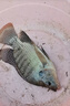 任鳥(niǎo)飛魚(yú)網(wǎng)蝦籠捕魚(yú)籠神器自動(dòng)折疊抓黃鱔籠捕蝦網(wǎng)工具漁具魚(yú)籠網(wǎng)籠籠子 曬單實(shí)拍圖