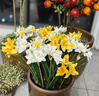 黛莉森 假花 仿真花 高檔3頭水仙花客廳餐桌花束家居裝飾臥室插花會議室辦公室茶幾擺件拍攝道具花束套裝 白色-5枝 曬單實拍圖