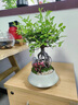 自然空間蓬萊松室內盆栽綠植花卉寓意盆景辦公客廳茶室從桌面植物 【放青松】圓點(diǎn)點(diǎn)（黑色）小蓬萊松+09鏤空座 曬單實(shí)拍圖
