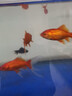 【龍晴?鴻運】冷水魚(yú)魚(yú)苗幼苗小金魚(yú)鴻運當頭獅子頭好養耐活小型金魚(yú)龍睛金魚(yú)大眼 龍睛+鴻運紅獅隨機10條【不可備注顏色】 4-6厘米【靈動(dòng)好看】 曬單實(shí)拍圖
