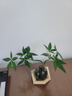 八芽水培植物發(fā)財(cái)樹(shù)小盼菩提桌面盆栽凈化空氣室內(nèi)擺件辦公室綠植花卉 雙桿發(fā)財(cái)樹(shù)-輕奢小藍(lán)瓶-幾何木架 含盆 曬單實(shí)拍圖