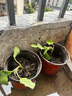 茄子苗紫把綠把長(cháng)茄種子圓茄苗子杭茄蔬菜苗子陽(yáng)臺庭院田地可栽種 紫把長(cháng)茄苗3棵 曬單實(shí)拍圖