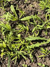 三叉空心菜種子通心菜籽耐熱耐濕夏季菜地陽(yáng)臺盆栽易種植蔬菜種子 三叉空心菜種子【10袋】約500粒 曬單實(shí)拍圖