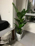 靜黛軒天堂鳥盆栽綠植室內(nèi)大型客廳植物落地真樹辦公室鶴望蘭大祿植花卉 120-140cm(原盆栽好）送托盤 含盆 曬單實拍圖