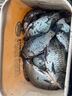 正品過(guò)江風(fēng)魚(yú)釣魚(yú)餌料自帶誘魚(yú)劑手竿釣餌野釣臺釣專(zhuān)用鯽鯉魚(yú)餌料 買(mǎi)2送1【大魚(yú)排隊來(lái)】3袋 曬單實(shí)拍圖