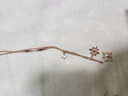 施華洛世奇（SWAROVSKI）Symbolica星星雪花項鏈女吊墜輕奢送女友畢業(yè)禮物女 鍍玫瑰金色  5494352 曬單實拍圖