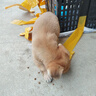 旺園興現(xiàn)貨江蘇本地田園犬幼犬狗崽狗狗活體黃色土狗 田園級 大骨架大黃狗 公 x 幼年犬(45日齡-12月齡) 曬單實拍圖
