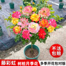 棒棒糖樹樁月季花苗樹狀特大花朵四季開花花卉植物庭院玫瑰花樹苗 緋扇【多季循環(huán)開花】 粗度：直徑2-2.2cm 曬單實拍圖