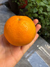 蒲戀?gòu)V西沃柑水果新鮮當(dāng)季整箱一級(jí)沙糖蜜橘柑橘砂糖橘子桔子武鳴 嚴(yán)選【果徑65-70mm】爆甜 【高復(fù)購(gòu)】?jī)糁?斤超值裝 曬單實(shí)拍圖