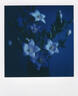 寶麗來（Polaroid）600型拍立得相機(jī)相紙 復(fù)古膠片【限I-2&Now&Now+&Lab可用】 25年6月600型彩色白框五連包(40張) 曬單實(shí)拍圖