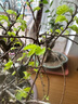 小葉榆樹(shù)盆景提根微盆栽植物辦公室掌上盆景 榆樹(shù)微小造型根1棵 曬單實(shí)拍圖