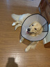 智宙狗狗嘴套防狗咬神器防亂吃口罩泰迪柯基馬犬大中小型犬安全嘴套 狗狗嘴套L碼（建議50-75斤） 曬單實(shí)拍圖